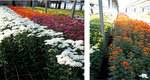  Soluzione D.E.A. su colture floreali a  Torre del Greco  Produzione di Crisantemi (Chrysanthemum  Indicum)