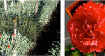  Soluzione D.E.A. su colture floreali a  Torre del Greco  Produzione di Garofano (Dianthus)